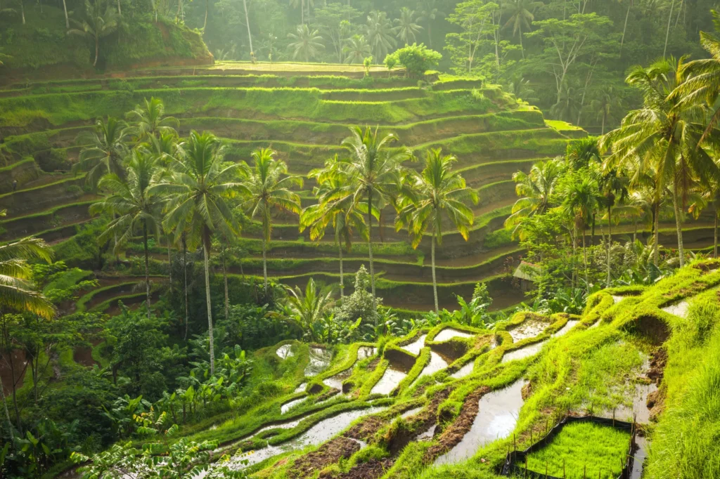 Tegallalang-rice-terrace-scaled