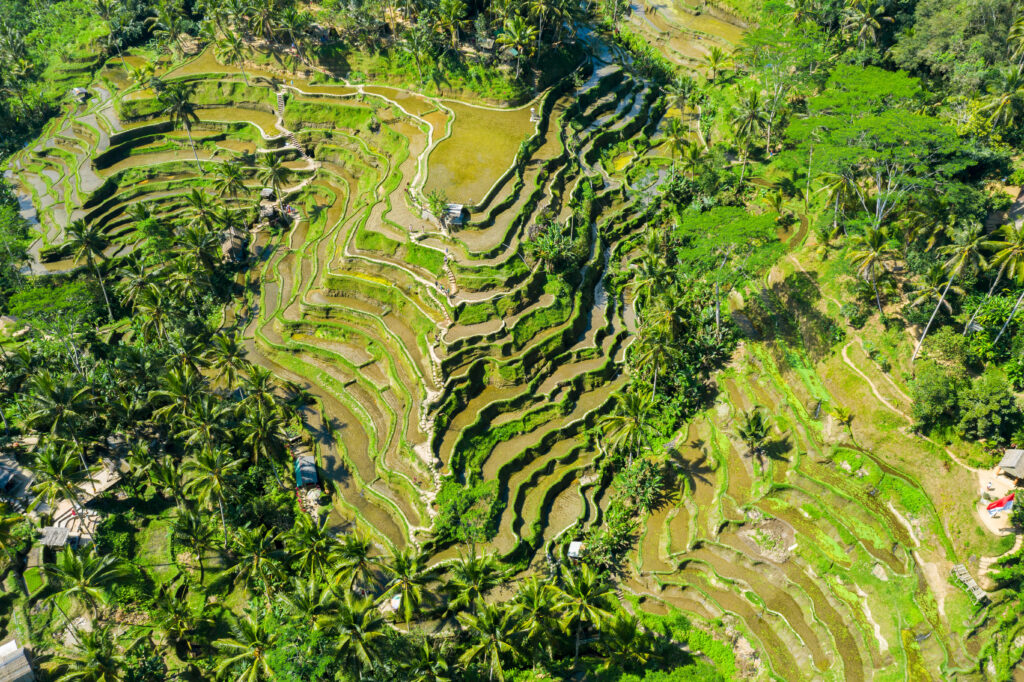 Aerial view of Terraced rice fields Bali, Indonesia.